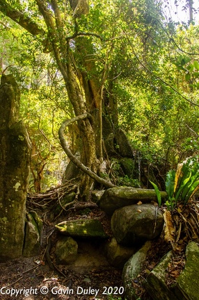 Carnarvon Gorge
