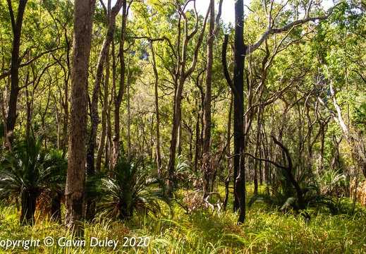 Carnarvon Gorge