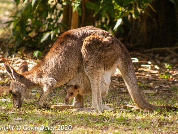 Whiptail wallaby (Notamacropus parryi) and joey, Carnarvon Gorge