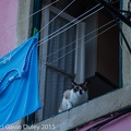 Cat, Alfama, Lisboa