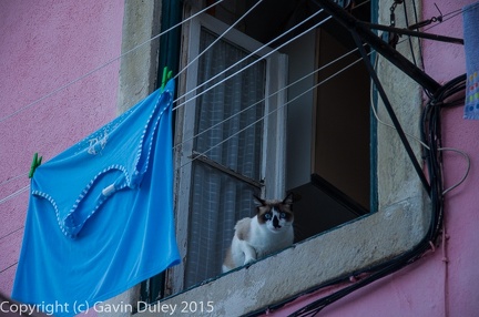 Cat, Alfama, Lisboa